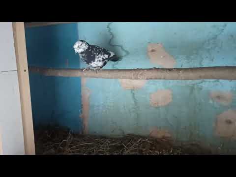 Видео: как начел держать голубей