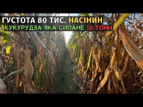 Видео: Кукурудза яка може сипанути 10 тонн. Новинка! гібрид ЕПОС від Маїс Дніпро. СКОРО ЖНИВА СОЇ!