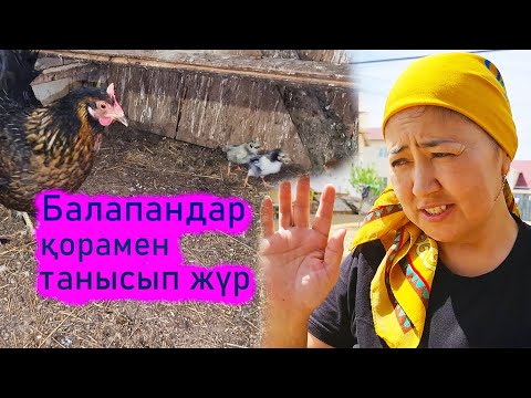 Видео: Vlog. Тауық балапандарын үйретіп жүр. Бір тауық жұмыртқа басып жатыр