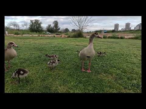 Видео: Прогулки с гусятами