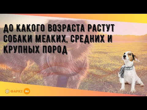 Видео: До какого возраста растут собаки мелких, средних и крупных пород