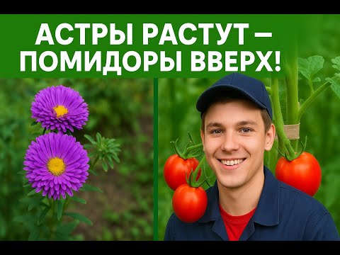 Видео: Удобрение астры и подвязка помидор