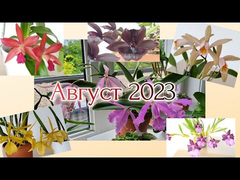Видео: Цветение орхидей Август 2023
