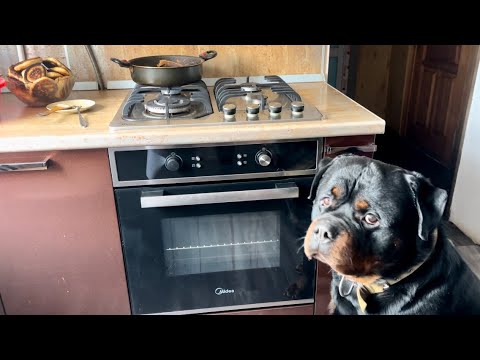 Видео: Ротвейлер Фридик охраняет плиту, пока на ней жарятся оладьи