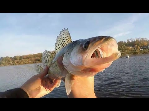 Видео: СПИННИНГ на ОКЕ! ЧАСТЬ 2. *Золотая Осень* (Ступино-Кашира) ИТОГИ 2019 года