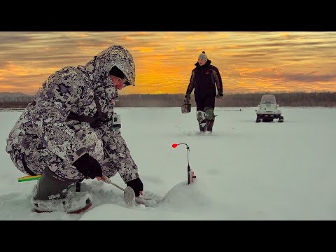 Видео: 99% РЫБАКОВ ЕГО НЕ ЛОВИЛИ! Комбайны удивляют! Налим, язь, лещ, щука, окунь, ОСЁТР! Рыбалка на ОБИ!
