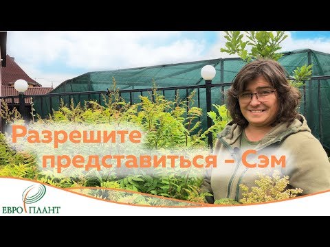 Видео: Рябинник рябинолистный. Сорняк или декоративный кустарник?