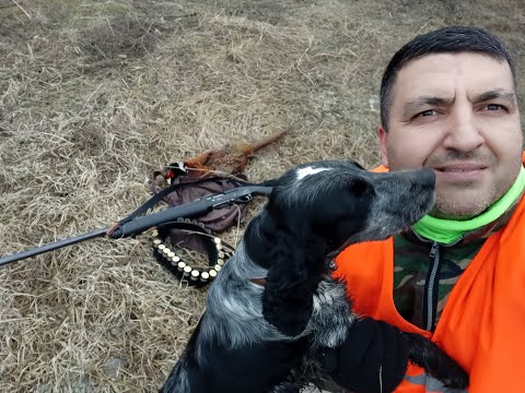 Видео: 5 охота - на фазана с русским спаниелем