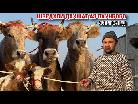 Видео: ШВЕДХОИ ДАХШАТ СЕМЕНТАЛ ВА ЧЁРНОЕ ПЁСТРЫ АЗ ОХУНБОБО ноября 2025 г.