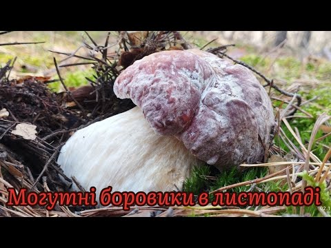 Видео: 2.11.2024 Могутні боровики перед морозами Таких грибів чекав цілий рік Кінець грибного сезону супер