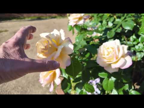 Видео: РОЗЫ РАСЦВЕЛИ В ТОКИО! САМЫЙ СЕЗОН!!!