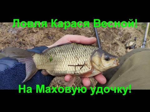 Видео: Ловля Карася на Маховую удочку ранней Весной! На Деревенском пруду!