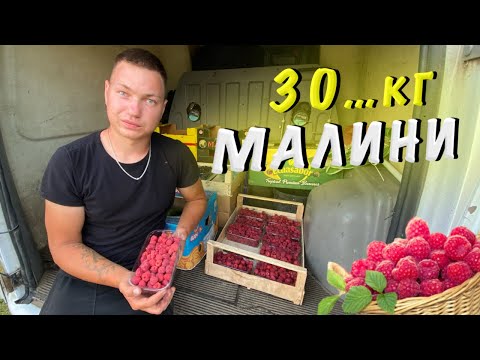 Видео: Скільки можна заробити на зборі малини⁉️ Ціна за кг малини⁉️ Як збирати малину під час дощу🌧️