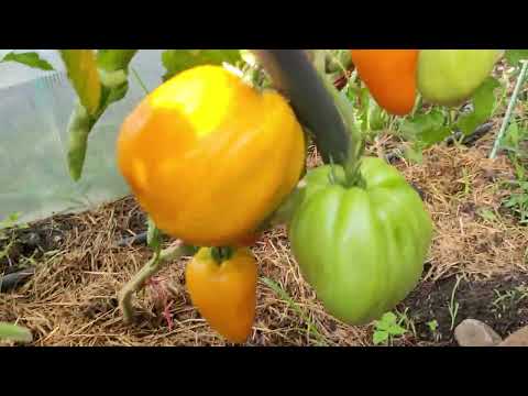 Видео: Обзор томатов в теплицах.Новинки моей селекции.24.07.2025г.