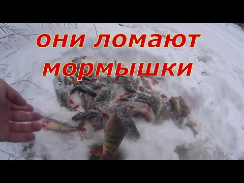 Видео: Пробурил под кустом и понеслась. Эти кони ломают мормышки.