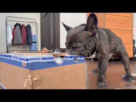 Видео: Лучшая распаковка посылки французским бульдогом Олегом