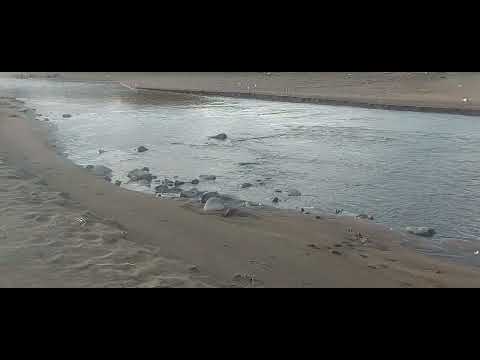 Видео: Итуруп