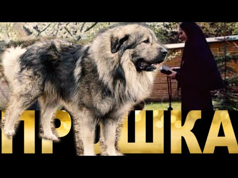 Видео: ,,ПРОШКА" Истинска история