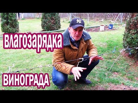 Видео: 🔴🔴Влагозарядковый полив винограда осенью и другие работы на винограднике в ноябре / Виноград