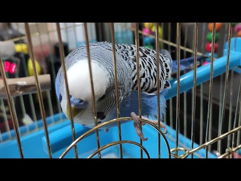 Видео: ✨🎶Говорящий попугай Гоша! LIVE🎤🐦