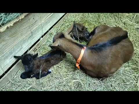 Видео: Роды у козы- что надо делать. Ай-да со мной!
