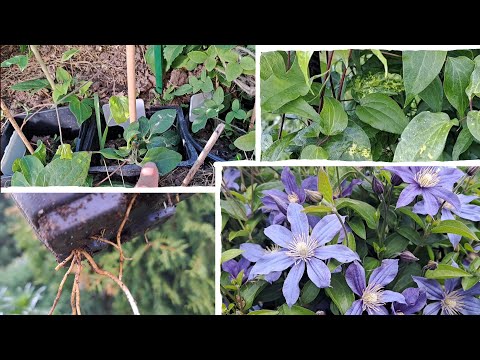 Видео: Передержка молодых клематисов. И на листьях клематисов вирус или не вирус?!