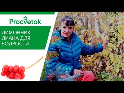 Видео: Лучше, чем кофе! ЛИМОННИК КИТАЙСКИЙ - заряд бодрости на весь день!