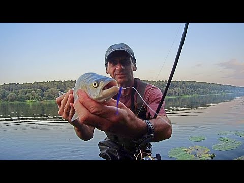 Видео: ЛОВИЛ ОКУНЯ И ВДРУГ ЖЕРЕХ!  Рыбалка на спиннинг на ОКЕ.