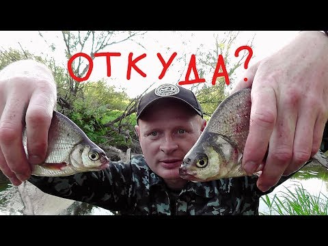 Видео: ЛОВЛЯ НА РУЧЕЙНИКА. ОТКУДА ЗДЕСЬ ТАКАЯ РЫБА?!