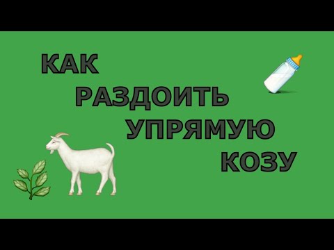 Видео: Как Раздоить Козу После Отъема Козлят
