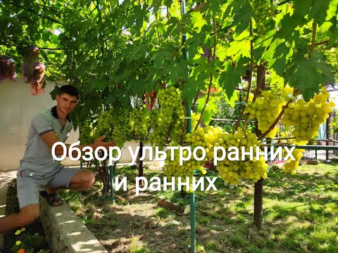 Видео: Обзор ультро ранних и ранних сортов и гибридных форм на винограднике Максима Мойсеенко на 28 июля