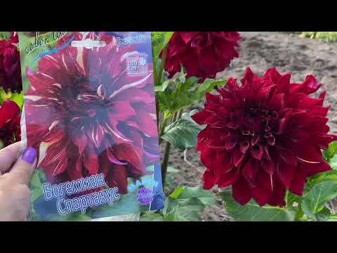 Видео: ГЕОРГИНЫ 2021🥰😍. ГИГАНТЫ КРАСОТЫ 💪💪💪🥰🥰🥰