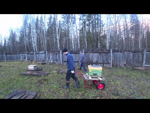 Видео: Как я зарабатываю в глубике. Переработка осины. Убираем пчёл в зимовник.