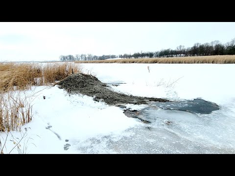 Видео: Большой бобр и слишком много выдр! (Вызывается егерь)