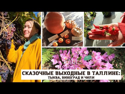 Видео: ЭСТОНИЯ / Выставка моих тыкв, эстонский виноград, коллекция чили и прекрасный ботанический сад
