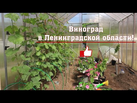 Видео: Виноград в Ленинградской области!