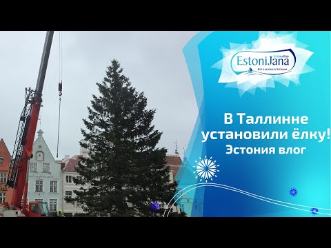 Видео: Маленькая,куцая,но наша.Разглядываю ёлку на Ратушной площади в Таллинне.Эстония готова к Рождеству