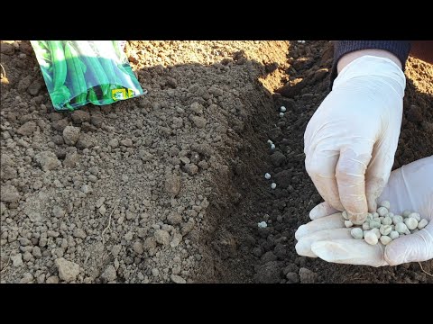Видео: Весенний посев гороха
