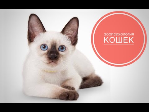 Видео: Зоопсихология кошек