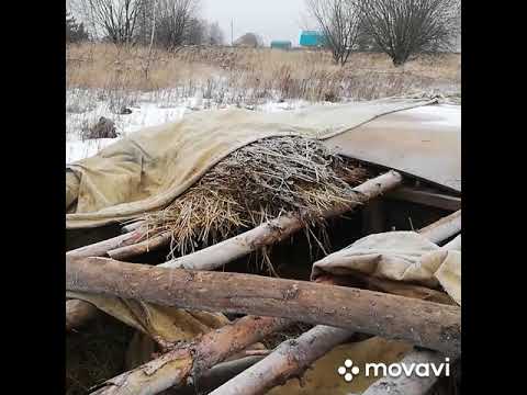 Видео: Мангалица, вся правда!