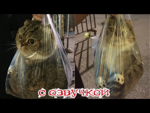 Видео: ПРИКОЛЫ С КОТАМИ! Самая смешная озвучка животных! Смешные коты и собаки!