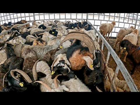 Видео: МАЛ БАЗАР ҰЗЫНАҒАШ 05.02.2023 АЛМАТЫ ОБЛЫСЫ ҚОЙ-ЕШКІ БАҒАЛАРЫ / БАЗАР КЗ