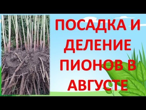 Видео: ПОСАДКА И РАЗМНОЖЕНИЕ ПИОНОВ В АВГУСТЕ. Как выращивать пионы. Как размножить пионы.