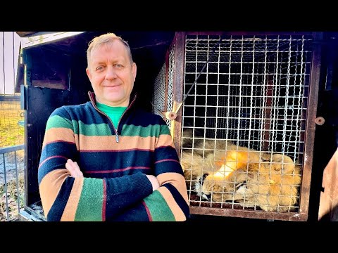 Видео: ЛЮБИМЫЙ ЛЕВ из молодых уезжает в новый зоопарк, почему уезжают самые лучшие и любимые??
