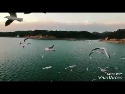 Видео: Стих «Скажи , а чайки тоже плачут»✨