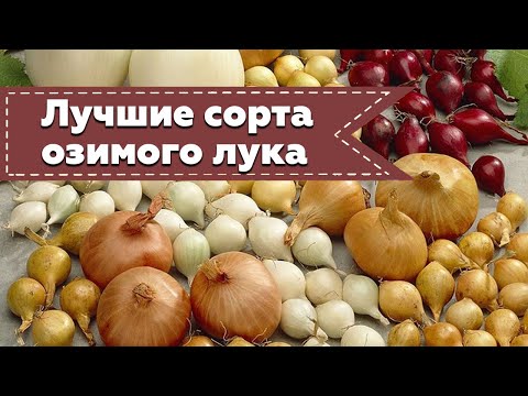 Видео: Лучшие сорта озимого лука