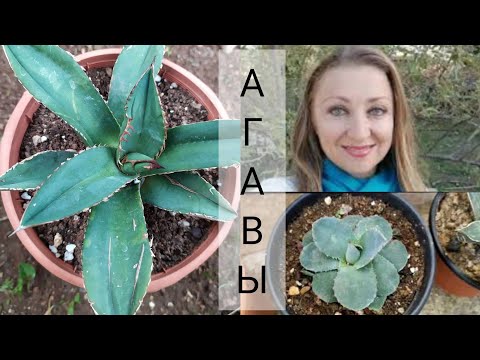 Видео: АГАВЫ моя коллекция 💚AGAVE my collection.