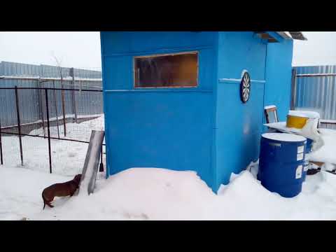 Видео: Как обогреть курятник без финансовых затрат, теплая подстилка