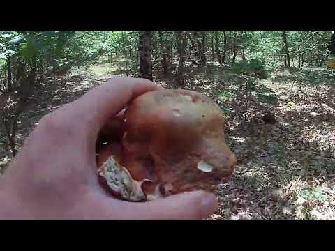 Видео: За манатарки. Ако няма какво да правиш гледай ни!