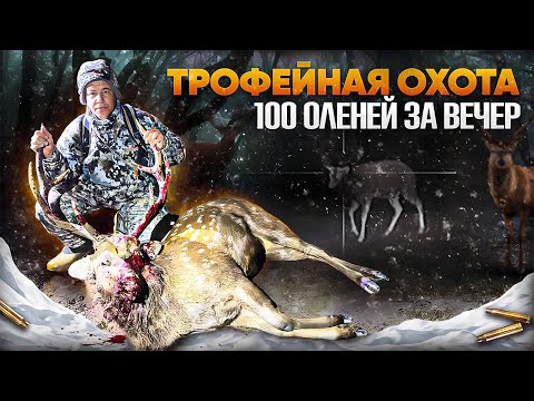 Видео: СТО ОЛЕНЕЙ ЗА ВЕЧЕР | VIP- ОХОТХОЗЯЙСТВО | ОХОТА НА ТРОФЕЙНОГО ОЛЕНЯ В САМАРСКОЙ ОБЛАСТИ